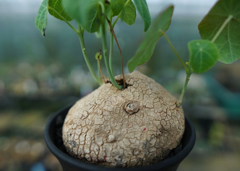 ステファニア エレクタ Stephania erecta | mana's farm:塊根植物