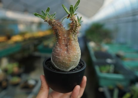 パキポディウム　グラキリス　 Pachypodium Gracilius  No.9