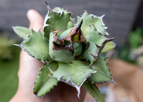 Agave titanota dwarf 姫厳龍NO.6