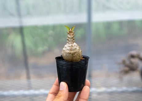 CATEGORY 🌵mana's greenの商品ページ | mana's farm:塊根植物