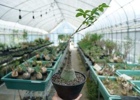 アデニア　グラウカ　Adenia glauca