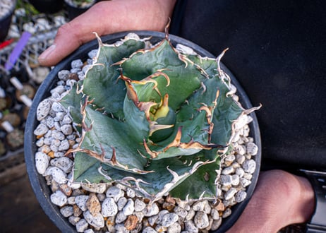 agave titanota　白鯨  ガチムチ選抜株  No.2