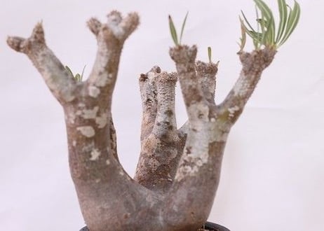 Pachypodium inopinatum  パキポディウム　イノピナツム  no.３　形独特