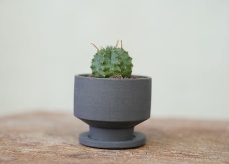 Euphorbia valida