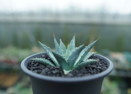 アガベ　ユタエンシス　Agave uthaensis　No.1