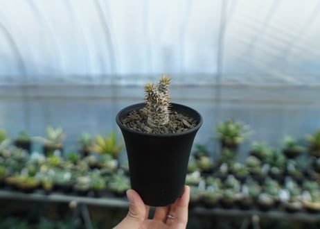 パキポディウム　伊藤ハイブリッド　Pachypodium 'Itoh Hybrid'  No.1