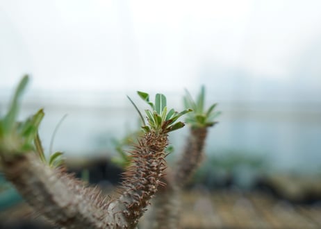 パキポディウム　グラキリス　 Pachypodium Gracilius  No.5