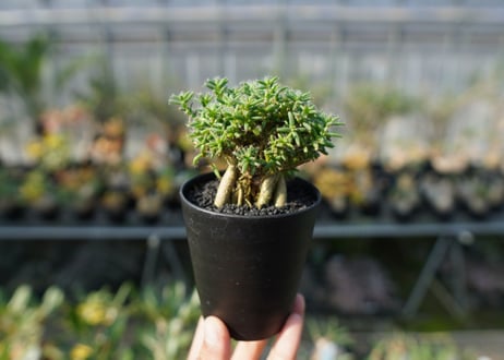 トリコディアデマ ステラツム　Trichodiadema stellatum