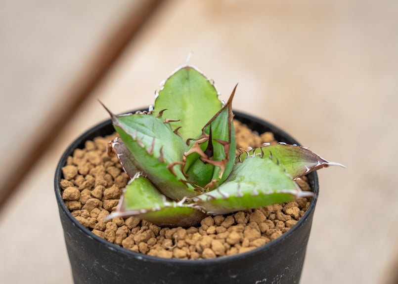 アガベ チタノタ | mana's farm:塊根植物・アガベ・ドライガーデン植物