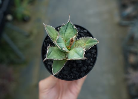 アガベ　チタノタ　FO-76　agave titanota FO-76 No.2