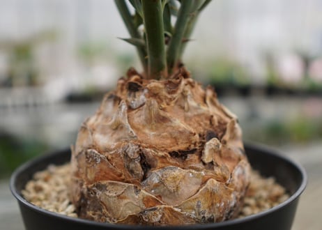 エンセファラルトス　 ホリダス　Encephalartos horridus　 NO.4