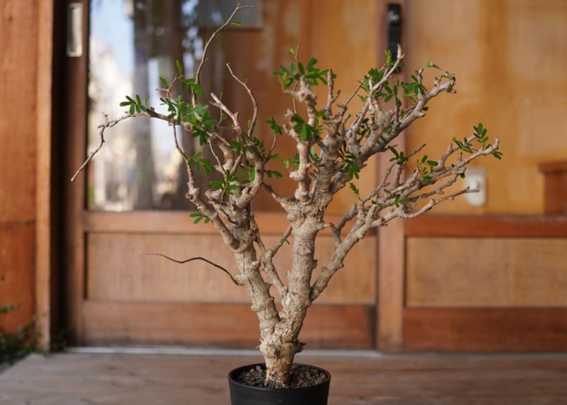 センナ・メリディオナリス fit=scale-down,w=1200