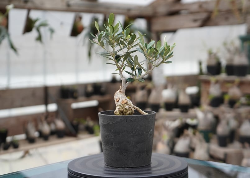 ▲【本日まで】Zooo Plants 塊根まん3点セット 塊根まん・ガジュマル | Zooo plants/ズープランツ