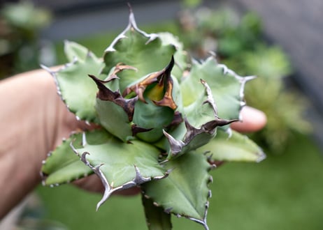 Agave titanota dwarf 姫厳龍NO.6