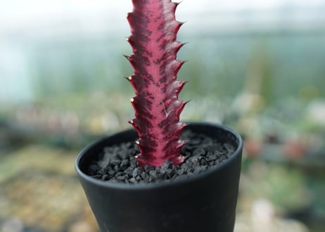 ユーフォルビア　トリゴナ　Euphorbia trigona