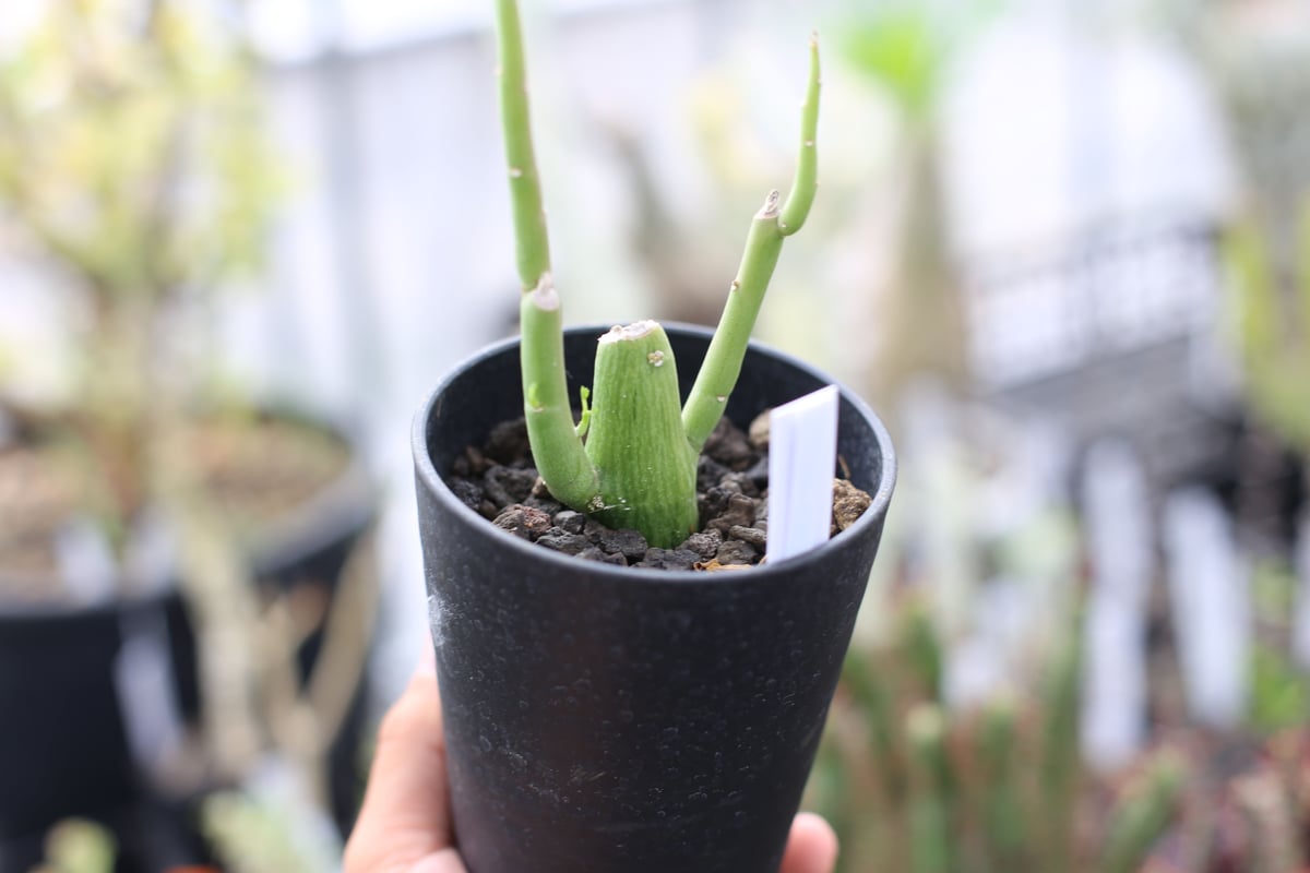 アデニア　ベネナータ アデニア ベネナータ | GREEN LUCK