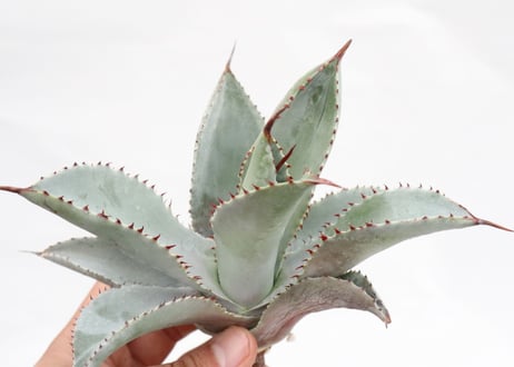 Agave pygmaea 'Dragon Toes' PUP no.5