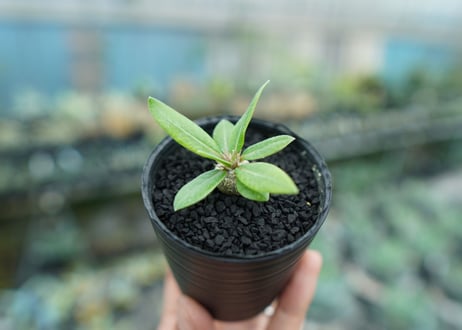 パキポディウム　恵比寿笑い　Pachypodium brevicaule　No.2