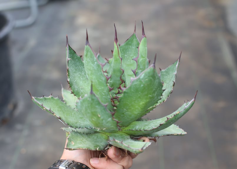 Agave colorata x horrida | mana's green:塊根植物販売| Agave colorata x horrida | mana's green:塊根植物販売|