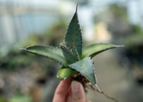 ブラックアンドブルー 子株つき | mana's farm:塊根植物・アガベ