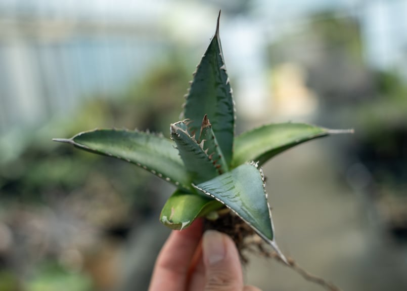 アガベ 帝釈天 カキコ株 | mana's farm:塊根植物・アガベ・ドライ