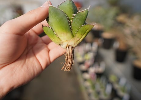 agave titanota FO-76  No.13