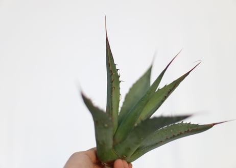 Agave shawii super clone