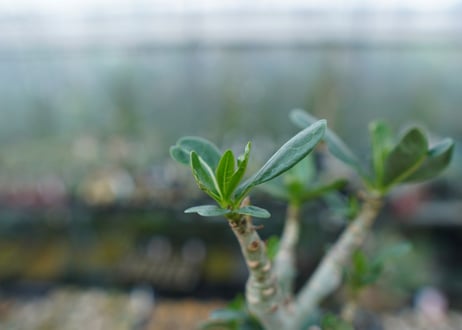 アデニウム　Adenium　No.1