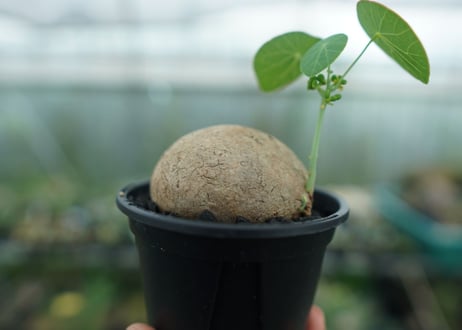 ステファニア ピエレイ　Stephania pierrei　No.1