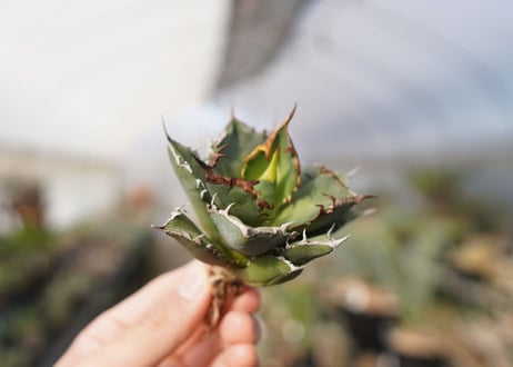 agave titanota FO-76  No.14
