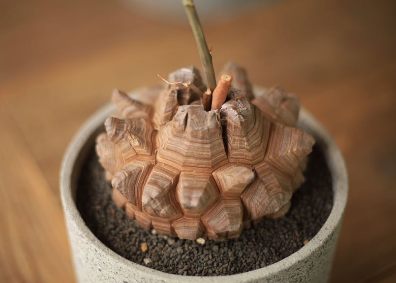 亀甲竜 Dioscorea elephantipes | mana's farm:塊根植物・ア