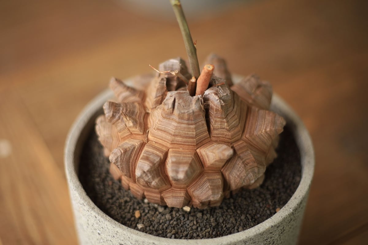 亀甲竜 Dioscorea elephantipes | mana's farm:塊根植物・ア