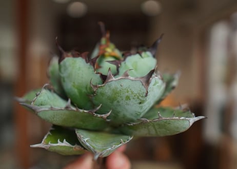 アガベ　チタノタ　 ブラックアンドブルー 　Agave titanota black and blue