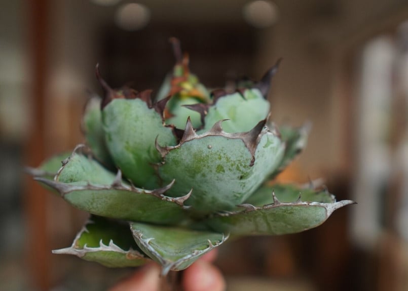 アガベ チタノタ ブラックアンドブルー Agave titanota black and