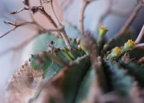 Euphorbia meloformis