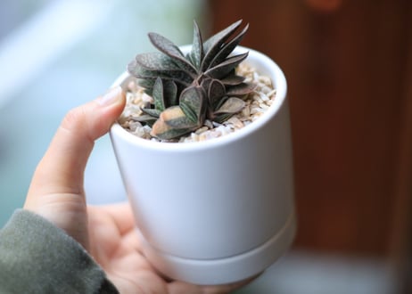 ガステリア 子宝錦 　Gasteria gracilis