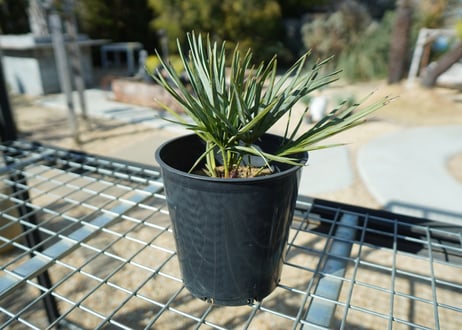 チャメロプス　セリフェラ 　Chamaerops humilis var. Cerifera  No.1