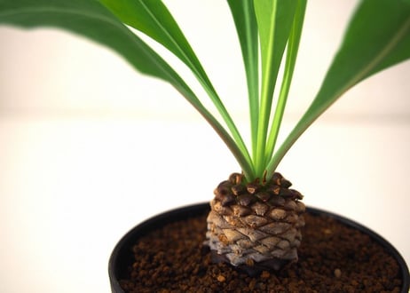Euphorbia bupleurifolia 鉄甲丸  №3