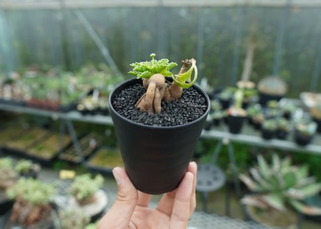 オトンナ　チュベローサ　Othonna tuberosa No.1