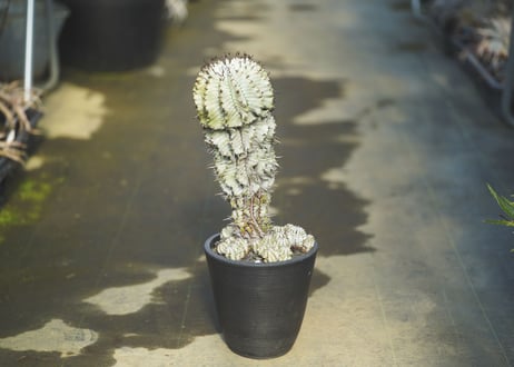 ユーフォルビア　ゼブラホリダ
