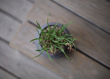 レデボウリア ウンドゥラータ　Ledebouria undulata