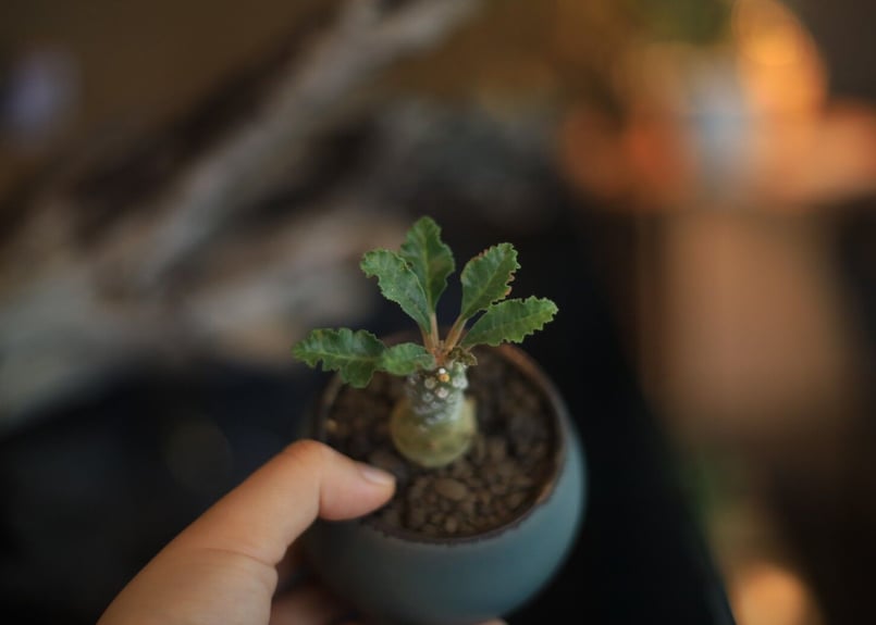 ドルステニア ラブラニー Dorstenia lavrani | mana's farm:塊根