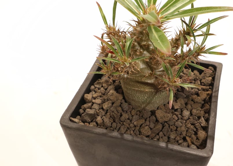 パキポディウム グラキリス 実生 NO.2 | mana's farm:塊根植物・アガベ