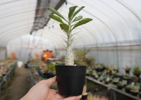 パキポディウム　サンデルシー　Pachypodeium saundersii