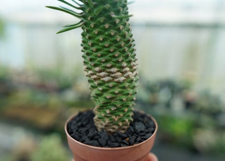 ユーフォルビア　ソテツキリン "パイナップルコーン"　Euphorbia sotetsukirin  No.7