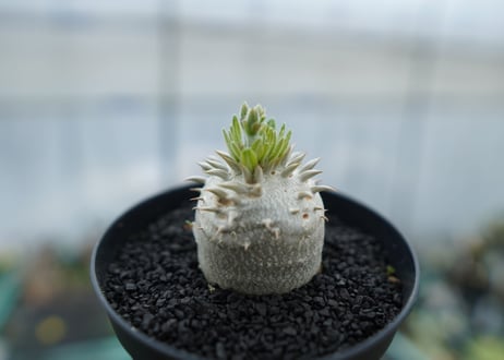 パキポディウム　恵比寿大黒　Pachypodium Densicaule　No.5
