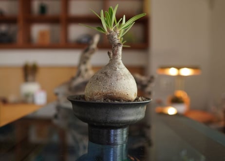 パキポディウム　グラキリス　 Pachypodium Gracilius