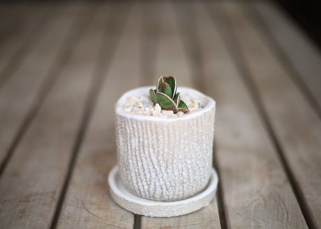 サンセベリア  ロリダ 　 Sansevieria rorida