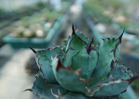 アガベ　チタノタ　 ブラックアンドブルー 　Agave titanota black and blue　No.8