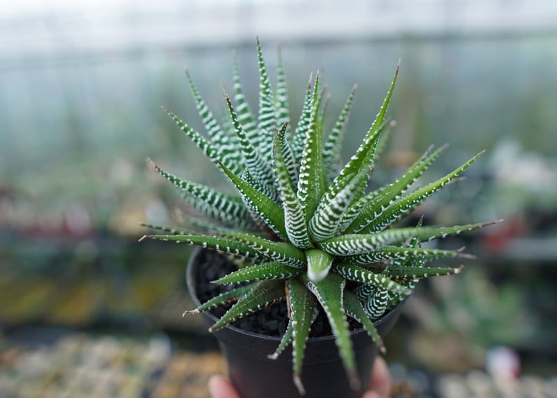 ハオルチア　隼親木 ハオルチア 隼親木